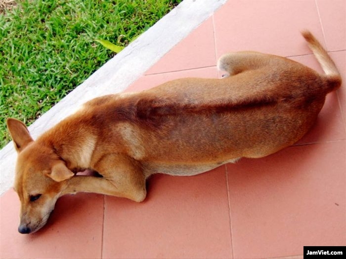 Loài chó Phú Quốc với đặc điểm riêng trên lưng