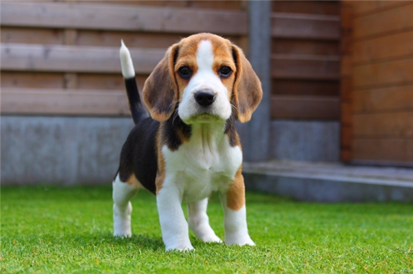 Chó săn thỏ Beagle