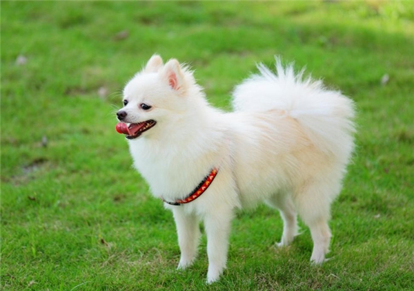 Chó Phốc sóc (Pomeranian/Pom)